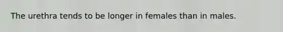 The urethra tends to be longer in females than in males.