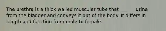 The urethra is a thick walled muscular tube that ______ urine from the bladder and conveys it out of the body. It differs in length and function from male to female.