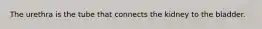 The urethra is the tube that connects the kidney to the bladder.