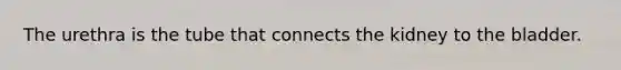 The urethra is the tube that connects the kidney to the bladder.