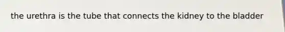 the urethra is the tube that connects the kidney to the bladder