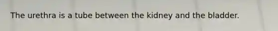 The urethra is a tube between the kidney and the bladder.
