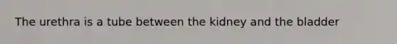 The urethra is a tube between the kidney and the bladder