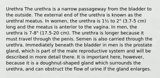 Urethra The urethra is a narrow passageway from the bladder to the outside. The external end of the urethra is known as the urethral meatus. In women, the urethra is 1½ to 2" (3.7-5 cm) long and the meatus is anterior to the vagina. In men, the urethra is 7-8" (17.5-20 cm). The urethra is longer because it must travel through the penis. Semen is also carried through the urethra. Immediately beneath the bladder in men is the prostate gland, which is part of the male reproductive system and will be described in more detail there. It is important here, however, because it is a doughnut-shaped gland which surrounds the urethra, and can obstruct the flow of urine if the gland enlarges.