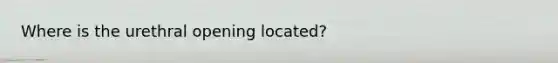 Where is the urethral opening located?