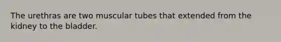 The urethras are two muscular tubes that extended from the kidney to the bladder.