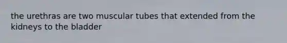 the urethras are two muscular tubes that extended from the kidneys to the bladder