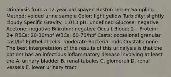 Urinalysis from a 12-year-old spayed Boston Terrier Sampling Method: voided urine sample Color: light yellow Turbidity: slightly cloudy Specific Gravity: 1.013 pH: undefined Glucose: negative Acetone: negative Bilirubin: negative Occult Blood: 2+ Protein: 2+ RBCs: 20-30/hpf WBCs: 60-70/hpf Casts: occasional granular cast/lpf Epithelial cells: moderate Bacteria: rods Crystals: none The best interpretation of the results of this urinalysis is that the patient has an infectious inflammatory disease involving at least the A. urinary bladder B. renal tubules C. glomeruli D. renal vessels E. lower urinary tract