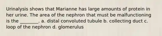 Urinalysis shows that Marianne has large amounts of protein in her urine. The area of the nephron that must be malfunctioning is the ________. a. distal convoluted tubule b. collecting duct c. loop of the nephron d. glomerulus