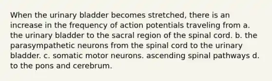 When the urinary bladder becomes stretched, there is an increase in the frequency of action potentials traveling from a. the urinary bladder to the sacral region of the spinal cord. b. the parasympathetic neurons from the spinal cord to the urinary bladder. c. somatic motor neurons. ascending spinal pathways d. to the pons and cerebrum.