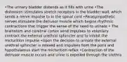 •The urinary bladder distends as it fills with urine •The distension stimulates stretch receptors in the bladder wall, which sends a nerve impulse to in the spinal cord •Parasympathetic nerves stimulate the detrusor muscle which begins rhythmic contractions that trigger the sense of the need to urinate • The brainstem and cerebral cortex send impulses to voluntary contract the external urethral sphincter and to inhibit the micturition impulse •Upon the decision to urinate the external urethral sphincter is relaxed and impulses from the pons and hypothalamus start the micturition reflex •Contraction of the detrusor muscle occurs and urine is expelled through the urethra