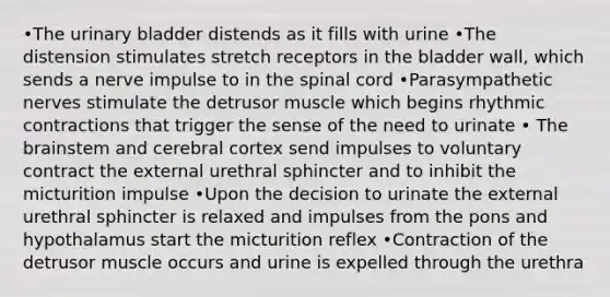 •The urinary bladder distends as it fills with urine •The distension stimulates stretch receptors in the bladder wall, which sends a nerve impulse to in the spinal cord •Parasympathetic nerves stimulate the detrusor muscle which begins rhythmic contractions that trigger the sense of the need to urinate • The brainstem and cerebral cortex send impulses to voluntary contract the external urethral sphincter and to inhibit the micturition impulse •Upon the decision to urinate the external urethral sphincter is relaxed and impulses from the pons and hypothalamus start the micturition reflex •Contraction of the detrusor muscle occurs and urine is expelled through the urethra