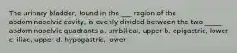 The urinary bladder, found in the ___ region of the abdominopelvic cavity, is evenly divided between the two _____ abdominopelvic quadrants a. umbilical, upper b. epigastric, lower c. iliac, upper d. hypogastric, lower