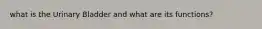 what is the Urinary Bladder and what are its functions?