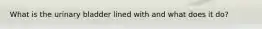 What is the urinary bladder lined with and what does it do?