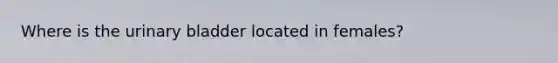 Where is the urinary bladder located in females?