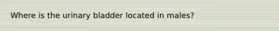 Where is the urinary bladder located in males?