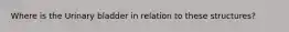 Where is the Urinary bladder in relation to these structures?