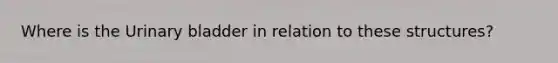 Where is the Urinary bladder in relation to these structures?