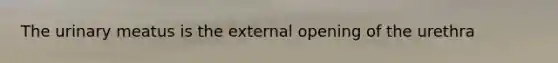 The urinary meatus is the external opening of the urethra