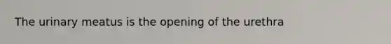 The urinary meatus is the opening of the urethra