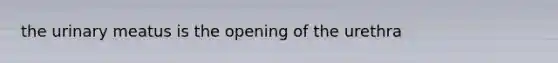 the urinary meatus is the opening of the urethra