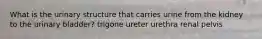 What is the urinary structure that carries urine from the kidney to the urinary bladder? trigone ureter urethra renal pelvis