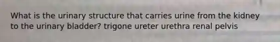 What is the urinary structure that carries urine from the kidney to the urinary bladder? trigone ureter urethra renal pelvis