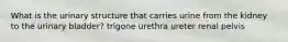 What is the urinary structure that carries urine from the kidney to the urinary bladder? trigone urethra ureter renal pelvis