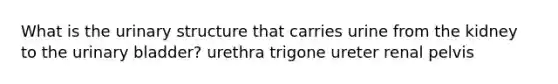 What is the urinary structure that carries urine from the kidney to the <a href='https://www.questionai.com/knowledge/kb9SdfFdD9-urinary-bladder' class='anchor-knowledge'>urinary bladder</a>? urethra trigone ureter renal pelvis