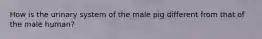 How is the urinary system of the male pig different from that of the male human?