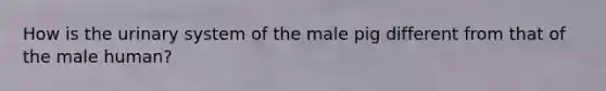 How is the urinary system of the male pig different from that of the male human?