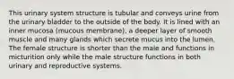 This urinary system structure is tubular and conveys urine from the urinary bladder to the outside of the body. It is lined with an inner mucosa (mucous membrane), a deeper layer of smooth muscle and many glands which secrete mucus into the lumen. The female structure is shorter than the male and functions in micturition only while the male structure functions in both urinary and reproductive systems.