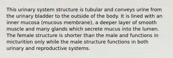 This urinary system structure is tubular and conveys urine from the urinary bladder to the outside of the body. It is lined with an inner mucosa (mucous membrane), a deeper layer of smooth muscle and many glands which secrete mucus into the lumen. The female structure is shorter than the male and functions in micturition only while the male structure functions in both urinary and reproductive systems.