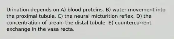 Urination depends on A) blood proteins. B) water movement into the proximal tubule. C) the neural micturition reflex. D) the concentration of ureain the distal tubule. E) countercurrent exchange in the vasa recta.