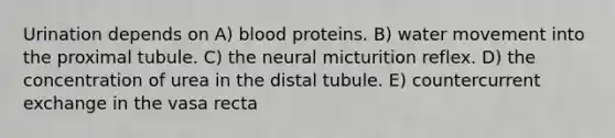 Urination depends on A) blood proteins. B) water movement into the proximal tubule. C) the neural micturition reflex. D) the concentration of urea in the distal tubule. E) countercurrent exchange in the vasa recta