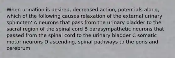 When urination is desired, decreased action, potentials along, which of the following causes relaxation of the external urinary sphincter? A neurons that pass from the urinary bladder to the sacral region of the spinal cord B parasympathetic neurons that passed from the spinal cord to the urinary bladder C somatic motor neurons D ascending, spinal pathways to the pons and cerebrum