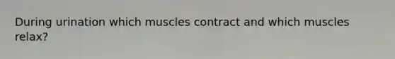 During urination which muscles contract and which muscles relax?