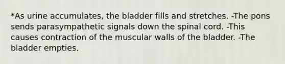 *As urine accumulates, the bladder fills and stretches. -The pons sends parasympathetic signals down the spinal cord. -This causes contraction of the muscular walls of the bladder. -The bladder empties.