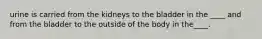 urine is carried from the kidneys to the bladder in the ____ and from the bladder to the outside of the body in the____.