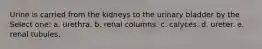 Urine is carried from the kidneys to the urinary bladder by the Select one: a. urethra. b. renal columns. c. calyces. d. ureter. e. renal tubules.