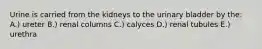 Urine is carried from the kidneys to the urinary bladder by the: A.) ureter B.) renal columns C.) calyces D.) renal tubules E.) urethra