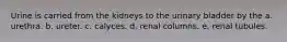 Urine is carried from the kidneys to the urinary bladder by the a. urethra. b. ureter. c. calyces. d. renal columns. e. renal tubules.