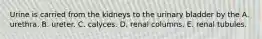 Urine is carried from the kidneys to the urinary bladder by the A. urethra. B. ureter. C. calyces. D. renal columns. E. renal tubules.