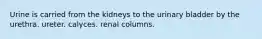 Urine is carried from the kidneys to the urinary bladder by the urethra. ureter. calyces. renal columns.