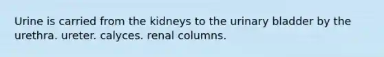 Urine is carried from the kidneys to the urinary bladder by the urethra. ureter. calyces. renal columns.