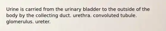 Urine is carried from the urinary bladder to the outside of the body by the collecting duct. urethra. convoluted tubule. glomerulus. ureter.