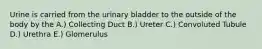 Urine is carried from the urinary bladder to the outside of the body by the A.) Collecting Duct B.) Ureter C.) Convoluted Tubule D.) Urethra E.) Glomerulus