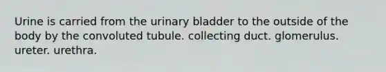 Urine is carried from the urinary bladder to the outside of the body by the convoluted tubule. collecting duct. glomerulus. ureter. urethra.