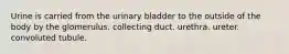 Urine is carried from the urinary bladder to the outside of the body by the glomerulus. collecting duct. urethra. ureter. convoluted tubule.